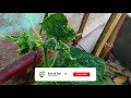 সহজে দমন করুন শসা গাছের ক্ষতিকর পোকা। harmful insect control method of cucumber plant।