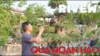 Rivew một cây sanh cớ to đã xây dựng gần 2 giúp của em Hà Huế | NamLe Bonsai