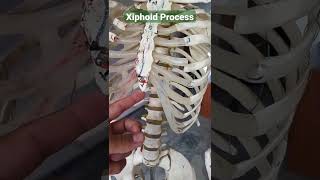 #Xiphoid Process #sternum #draqilshah #viralvideos #anatomy #grossanatomy #youtubeshorts #shorts #dr