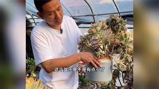 灿烂缀化大法师多肉换盆，差点整散架了，期待爆盆！