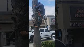 How To Climb A Palmtree