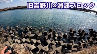 早春の旧吉野川で消波ブロックをカニで攻める。