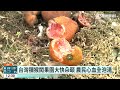 台灣獼猴危害農作物　苗縣府推「驅猴炮」除害｜華視新聞 20230403