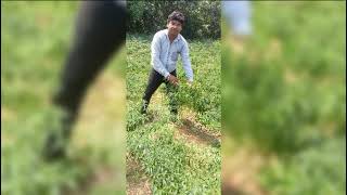 Chilly Farming//USM-GANGA//UNISEM AGRITECH PVT LTD