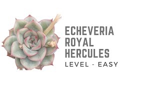 || ECHEVERIA ROYAL HERCULES ||