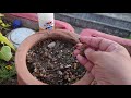 how to grow euphorbia milii by cutting propagation of euphorbia milii fun gardening