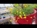 how to grow euphorbia milii by cutting propagation of euphorbia milii fun gardening