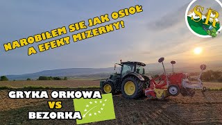 Narobiłem się jak osioł a efekt? | Gryka bezorkowo vs płytka orka| talerzowanie koniczyny i gałęzie!