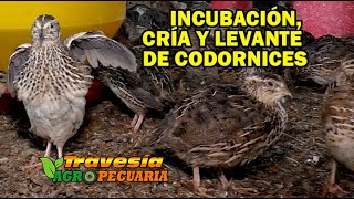 INCUBACIÓN Y  CRÍA DE CODORNICES JAPÓNICAS    Travesía Agropecuaria.