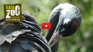 GaiaZOO: de Europese kraanvogel