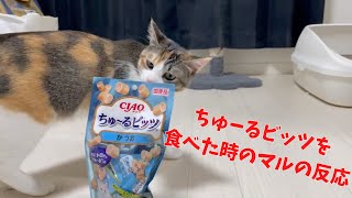 猫にちゅーるビッツ♡