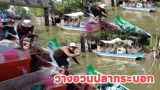 วางอวนปลากระบอก ในคลองธรรมชาติ..laying mullet nets..EP.6(ตาเอ๊ะ ปากคลองจันทบุรี Ta Eh Pak Khlong)