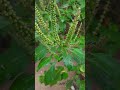 🌱3 types of tulsi🏝 shorts best video