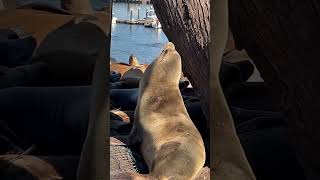 sea lions in Monterrey #sealions #monterrey