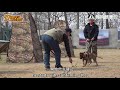 如何誘發狗狗聞嗅動機 how to train search and rescue dogs