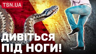 УВАГА, АНОМАЛІЯ! В УКРАЇНІ ПРОКИНУЛИСЬ ЗМІЇ!