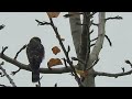 11/21/24 Juv Sharp-Shinned Hawk Kent Wa 2166-163