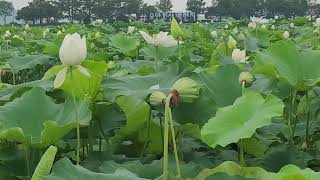 무안 회산백련지 연꽃축제 2022. 0721~0724