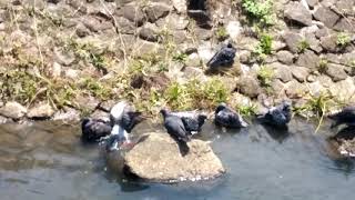 鳩の水浴び