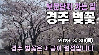 경주 벚꽃은 지금이 절정입니다