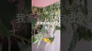 我家有种向日葵