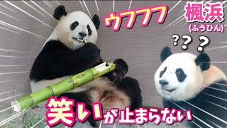 【パンダアイドル楓浜】巨大タケノコ隠れ食べ🐼笑いが止まらない（笑）姉パンダ直伝のお作法‼️