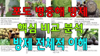 포도 병충해 방제 방법, 포도나무 병해충 방제 핵심 비교 분석 설명, 병충해 방제 전체적 이해