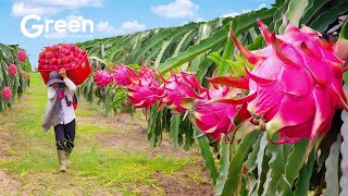 Amazing Dragon Fruit Harvesting And Production | Agriculture Technology