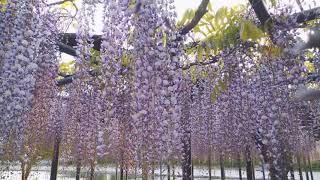 天王川公園　藤の花