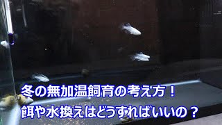 冬の室内飼育！ヒーターなしの無加温飼育の場合、餌やりや水換えはどうする？