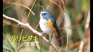 [4K60P]ルリビタキ 雄／狭山丘陵