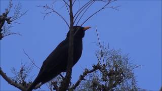 Blackbird  Singing 1 hour - mustarastas laulaa