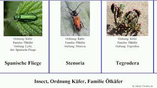 Insect, Ordnung Käfer, Familie Ölkäfer nuttallii heterodera Mylabris Stenoria Pannonischer Hulu