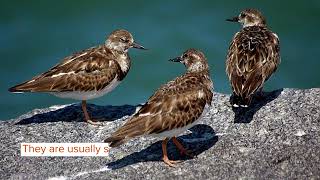 Amaze-wing Facts About The Ruddy Turnstone For Kids