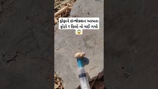 ફોફાને ઇન્જેક્શન આપતા ફોટો 1 કિલો નો થઈ ગયો 😱#trending #viral #Reels #funny