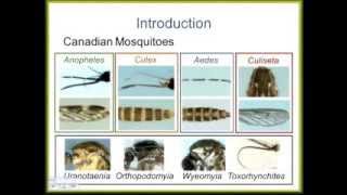 Systematics of Anopheles mosquitoes in Canada: discovery of cryptic species