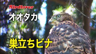 オオタカのヒナが巣立ってた / Northern Goshawk