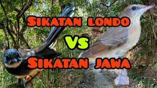 Masteran burung sikatan londo dan sikatan Jawa gacorr