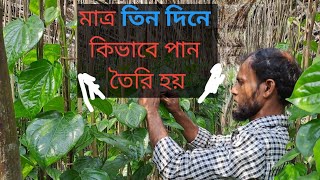 আধুনিক পান চাষ পদ্ধতি, লাভজনক বলে অনেকেই করছেন এই ব্যবসা ll Betel Leaf Cultivation In Bangladesh