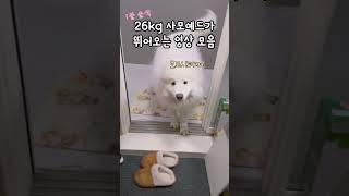 솜사탕이 뛰어온다 #samoyed #강아지 #shortvideo #shorts #북극곰