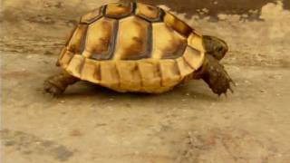 captive baby Spur-thighed tortoise Testudo graeca ibera) I: running in strange habitat