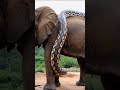 snake vs elephant