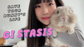 GI Stasis - Save Your Bunny’s Life