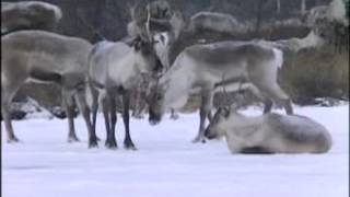 Life in the Northern Territories