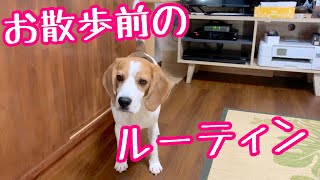 お散歩前にはとりあえず逃げ回るビーグル犬さつき氏Beagle Satsuki who escapes for the time being before taking a walk