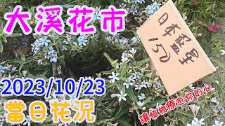 2023/10/23桃園大溪花市/日本藍星/天鵝蘭/齒舌文心/樹蘭/藍莓/葫枝子/軛瓣蘭/大花麒麟/聖誕紅/彩虹馬齒/長壽花/雪茄花/玉葉金花/海豚花/倒地蜈蜙/白熊/鹿角蕨/捲葉榕(齡齡生活日記)