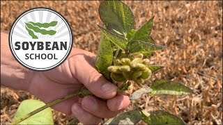 Soybean School: Managing uneven maturity at harvest