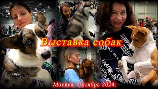 Улыбательный обзор выставки собак всех пород. Крокус Сити. Москва. Октябрь 2024.