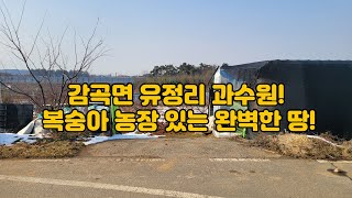 정읍시 감곡면 유정리 과수원, 복숭아 식재