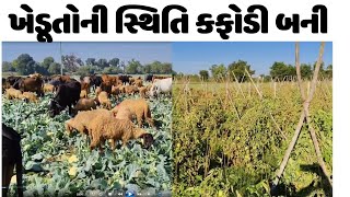 Sabarkantha :ખેડૂતોની સ્થિતિ કફોડી બની  | #latestnews